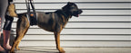 Portable Dog Support Sling – Assistive Lift for Back & Hind Legs