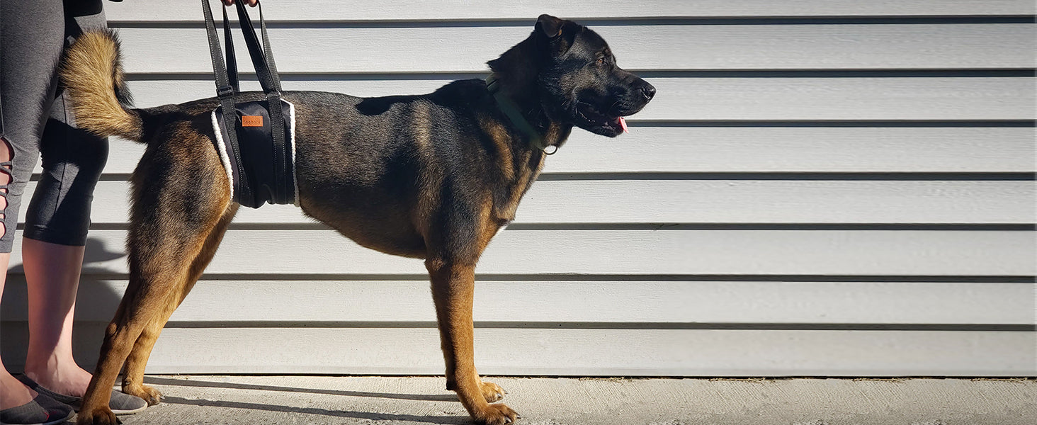 Portable Dog Support Sling – Assistive Lift for Back & Hind Legs