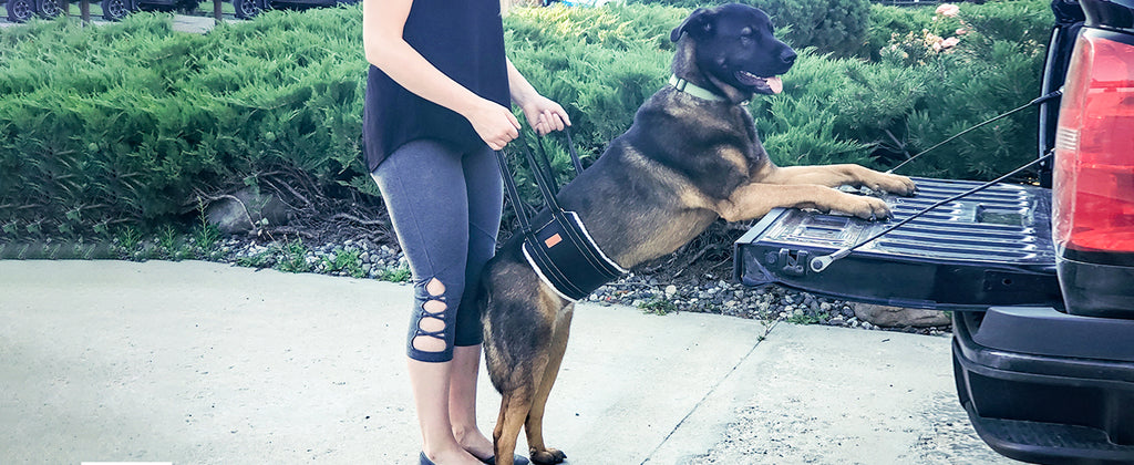 Portable Dog Support Sling – Assistive Lift for Back & Hind Legs