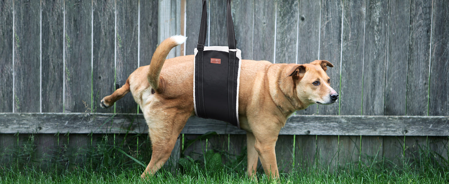 Portable Dog Support Sling – Assistive Lift for Back & Hind Legs